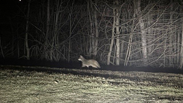 Fox Sighting in Mattabasset